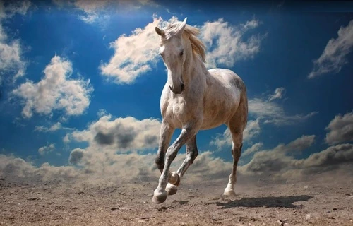 в офис, лошадь, серая, бег