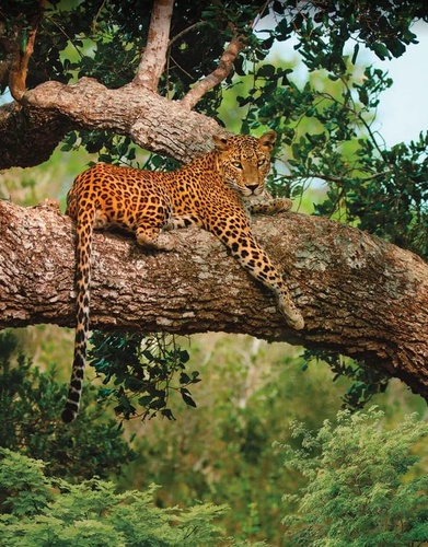 в зоопарк, леопард, леопард лежащий на дереве