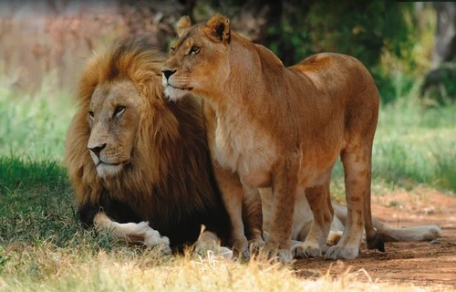 в зоопарк, львы