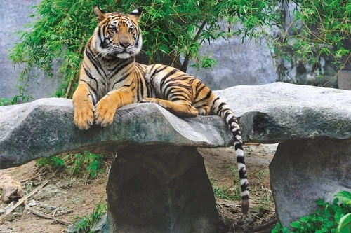 в зоопарк, тигр, на камне