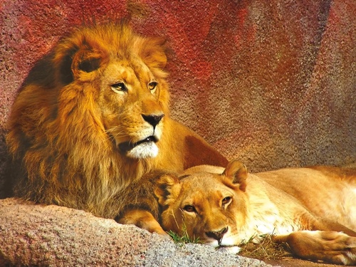 в зоопарк, львы, оранжевые