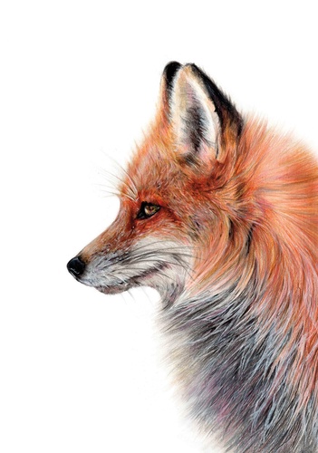 в детский сад, лиса, фото, на белом фоне