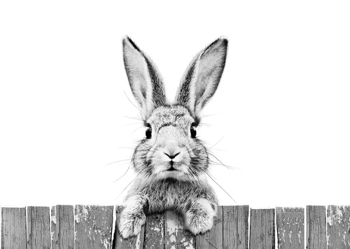 в детскую комнату, заяц, фото