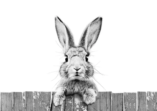 в детскую комнату, заяц, фото