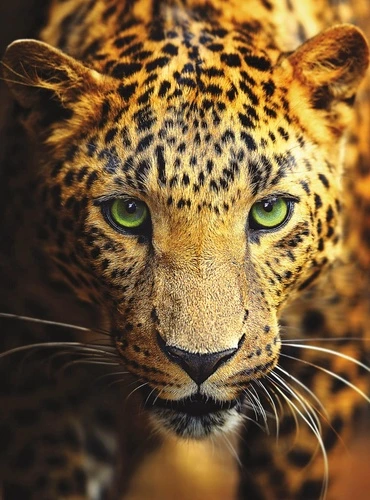 мужские, леопард, крупный план, гепард