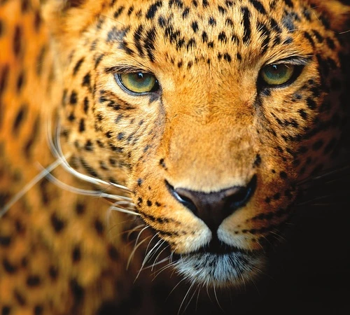 леопард, крупный план, гепард