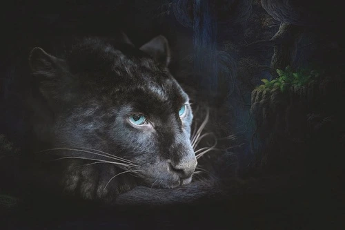 мужские, пантера, темные, на черном фоне, черные