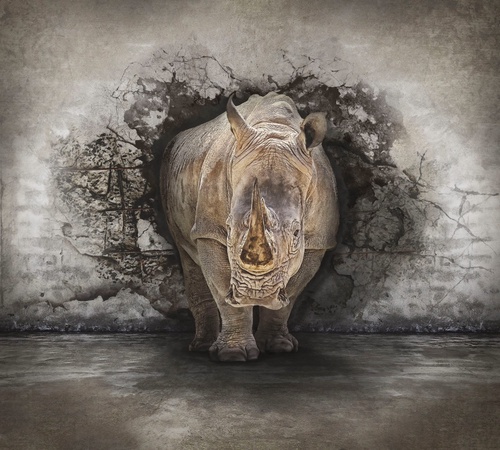 мужские, носорог, из стены, носорог из стены
