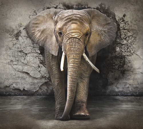 мужские, слон, из стены, серая, слон из стены