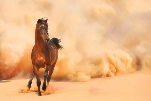 в офис, в кабинет, лошадь, коричневая, бегущая