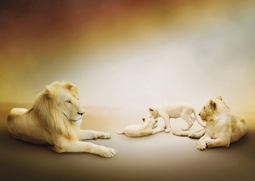 львы, семья