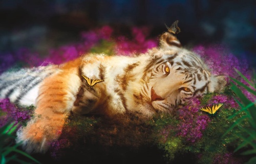 тигр, на черном фоне