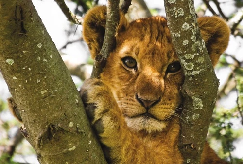 львенок, тигренок