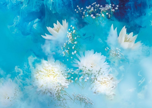 цветы, белые пионы, на синем фоне, голубая