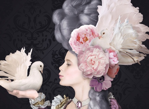 цветы, на черном  фоне, девушка, голубь