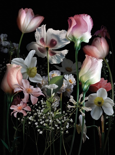 цветы, тюльпаны, нарциссы, на черном фоне