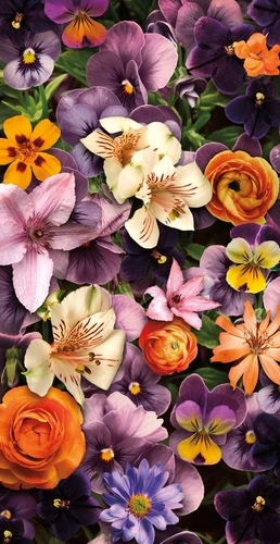 цветы, лилии, оранжевые