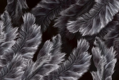 молодежные, графика, перья, черно-белые