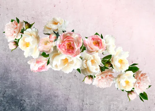 листья, белые, градиент, розовые, зеленые, цветы, розы, серые