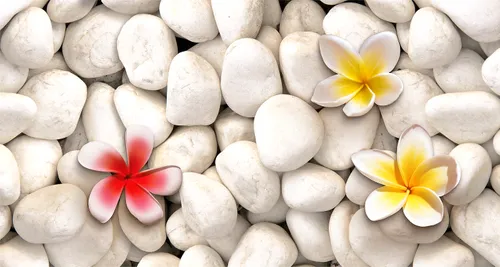 красные, цветы, камни, желтые, лепестки, белые