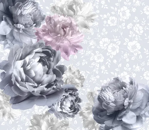 цветы, пионы, растения, белые, розовые, серые