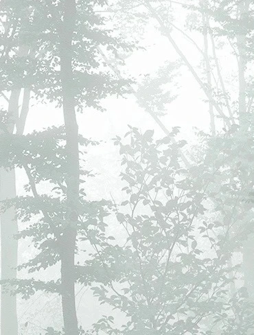 Арт-обои - пейзаж, деревья, сосны, сосновый лес, природа, зеленая