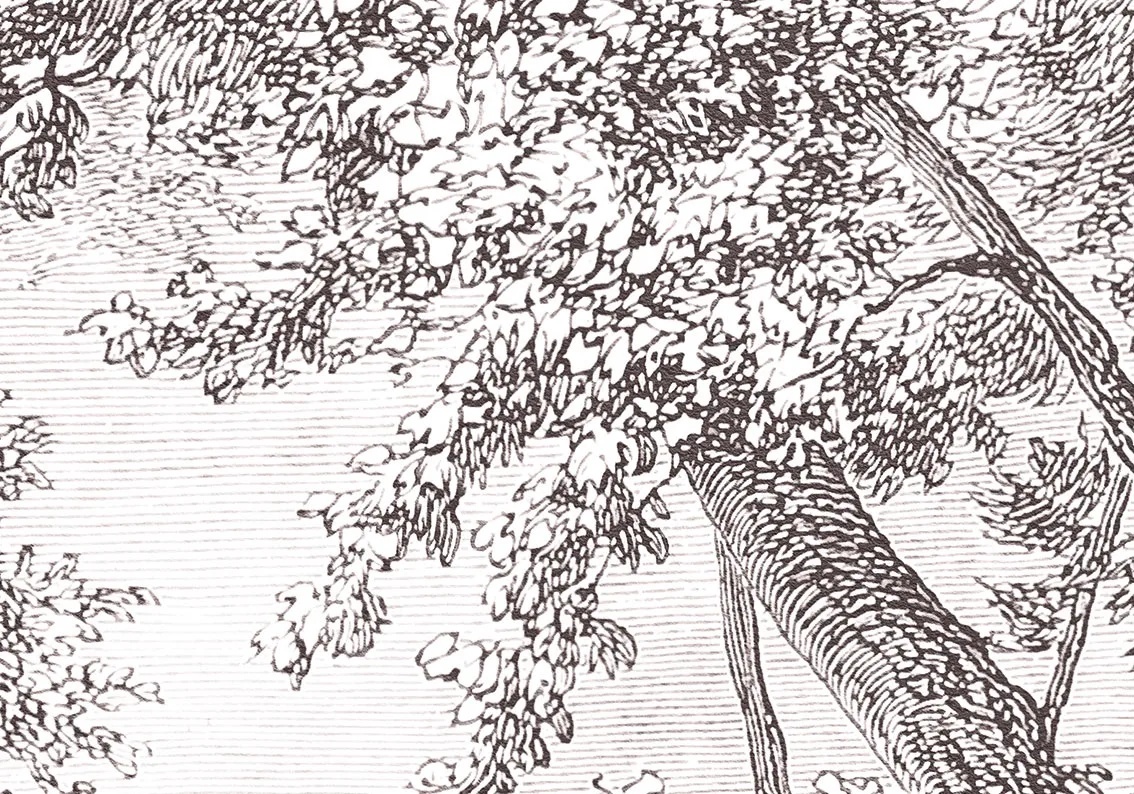 Арт-обои - пейзаж, обои гравюра, гравюра, олень, олени, графика, обои чёрный лес, тёмный лес обои, пейзаж природа обои