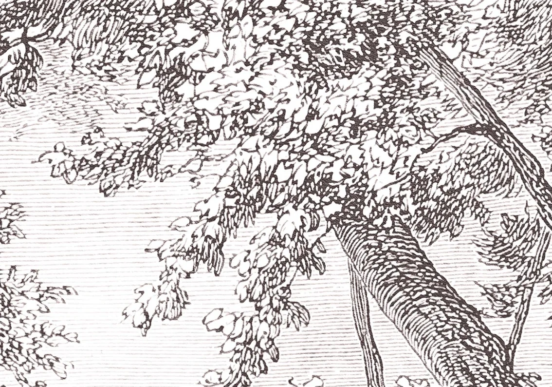 Арт-обои - пейзаж, обои гравюра, гравюра, олень, олени, графика, обои чёрный лес, тёмный лес обои, пейзаж природа обои