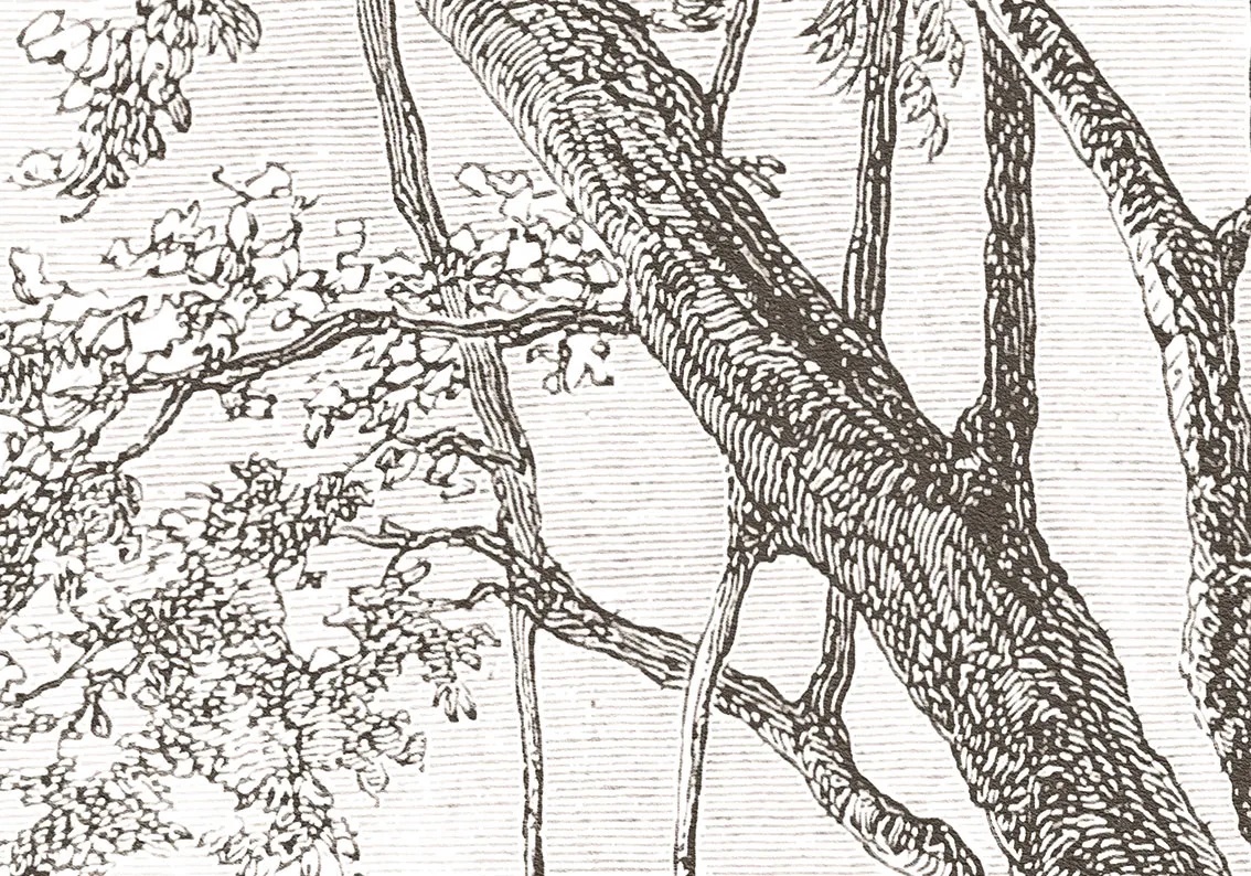 Арт-обои - пейзаж, графика, гравюра, обои гравюра, олени, лес деревья, темные, в кабинет, в офис