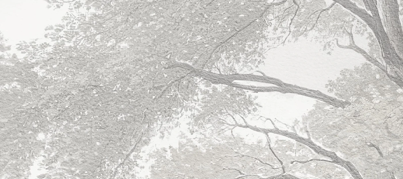 Арт-обои - пейзаж, деревья, горы, серая, светлая