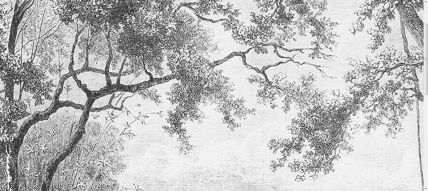 Арт-обои - новинки, графика, современные,  гравюра, лес, ветки, деревья, черные, пейзаж графический