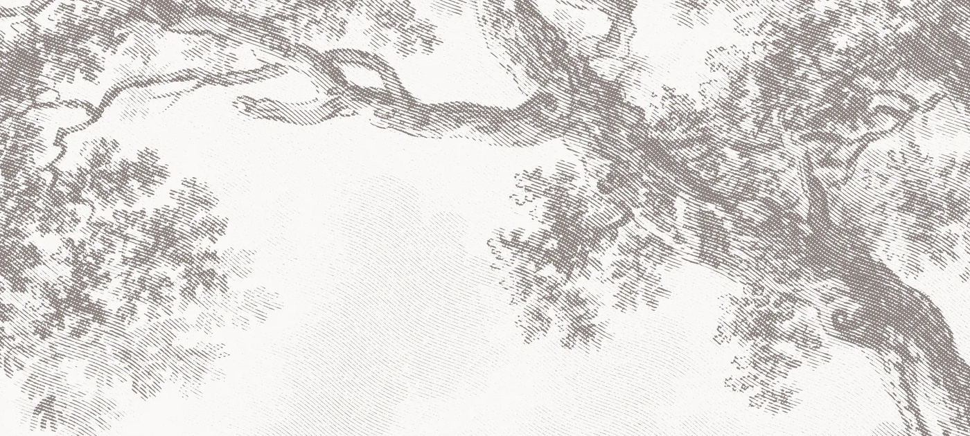 Арт-обои - пейзаж, черно-белые, деревья, серый лес, в спальню, красивый лес, природа, лес на стену, новинки